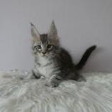 Maine coon kittens