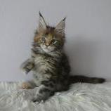 Maine coon kittens