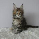 Maine coon kittens