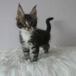 Maine coon kittens