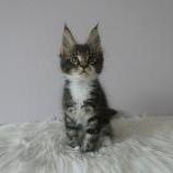 Maine coon kittens