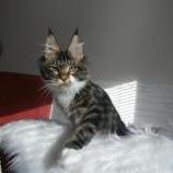 Maine coon kittens