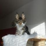 Maine coon kittens