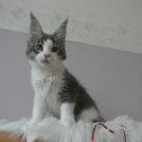 Maine coon kittens
