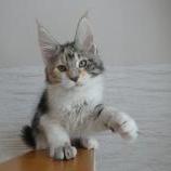 Maine coon kittens