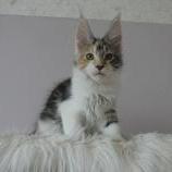 Maine coon kittens