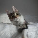 Maine coon kittens