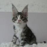 Mačiatka maine coon, vrh