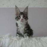 Mačiatka maine coon, vrh