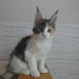 Maine coon kittens