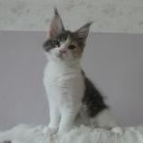 Maine coon kittens