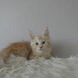 Maine coon kittens