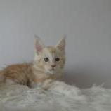 Maine coon kittens
