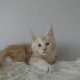 Maine coon kittens