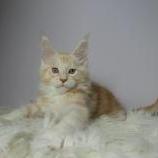 Maine coon kittens