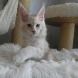 Maine coon kittens