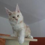Maine coon kittens