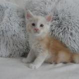 Maine coon kittens