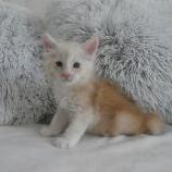 Maine coon kittens