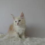 Maine coon kittens