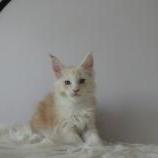Maine coon kittens