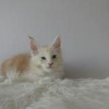 Maine coon kittens