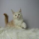 Maine coon kittens