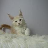 Maine coon kittens