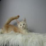 Maine coon kittens