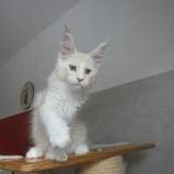 Maine coon kittens