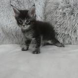 Maine coon kittens