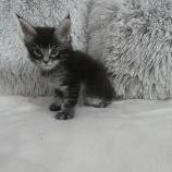 Maine coon kittens