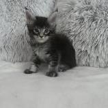 Maine coon kittens
