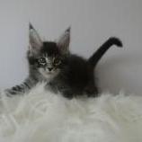 Maine coon kittens