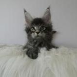 Maine coon kittens