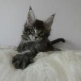 Maine coon kittens