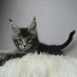 Maine coon kittens