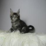 Maine coon kittens