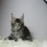 Maine coon kittens