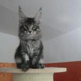 Maine coon kittens