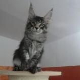 Maine coon kittens