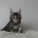 Maine coon kittens