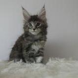 Maine coon kittens
