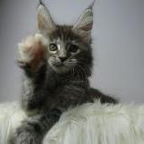Maine coon kittens