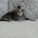 Maine coon kittens