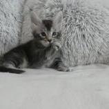 Maine coon kittens