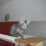 Maine coon kittens