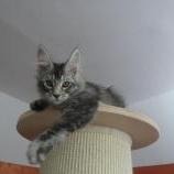Maine coon kittens