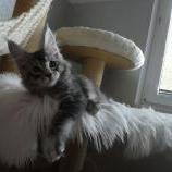 Maine coon kittens