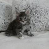 Maine coon kittens